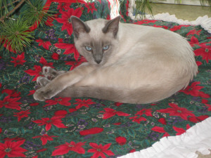 Bonnieview Kennels Golden Retrievers Mount Forest Ontario Canada